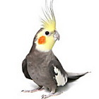 Acessórios para Pássaros